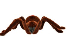 TARANTULA PÓK + TÁVIRÁNYÍTÓ
