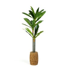 Umelá rastlina dekorácia - Dracaena Fragrans - 1,1-1,2 m