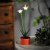 Farebné solárne kvety - 8 x 8 x 32 cm - 10 teplých bielych LED - fialová