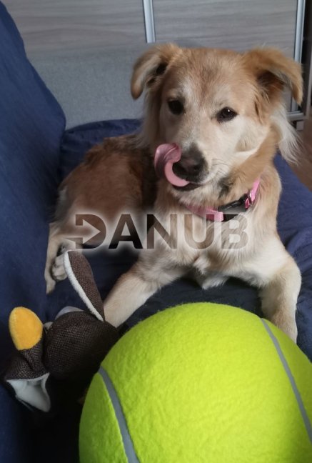 Hračka pre psa - tenisová loptička XXL 24cm